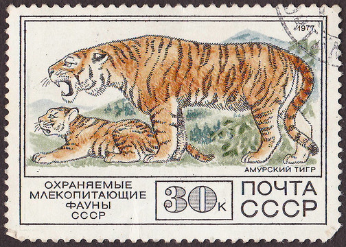 USSR -大約1977：一個郵票印刷在USSR顯示西伯利亞白虎；在蘇聯(lián)俄羅斯保護動物哺乳動物的題詞