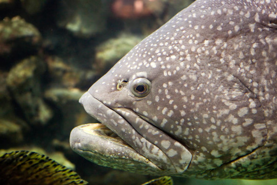 一個(gè)大的魚(yú)