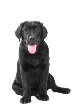 黑色的拉布拉多獵犬