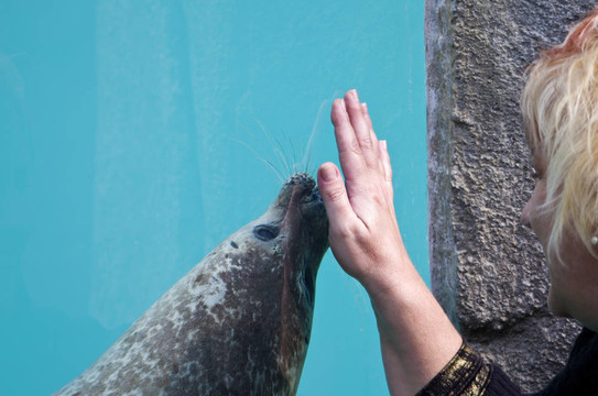 海獅；與女人玩耍