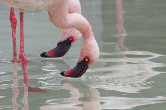 意大利火烈鳥在動(dòng)物園
