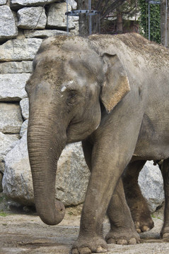 動物園里的亞洲象