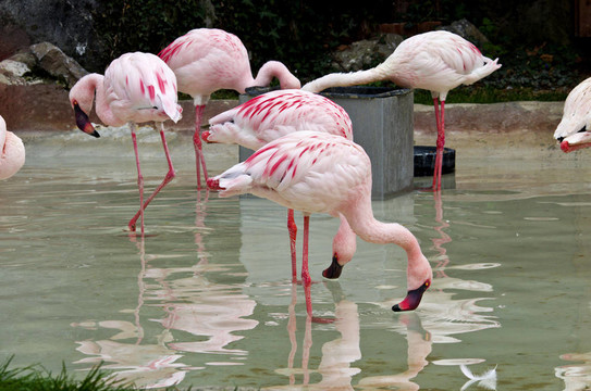 意大利火烈鳥在動物園