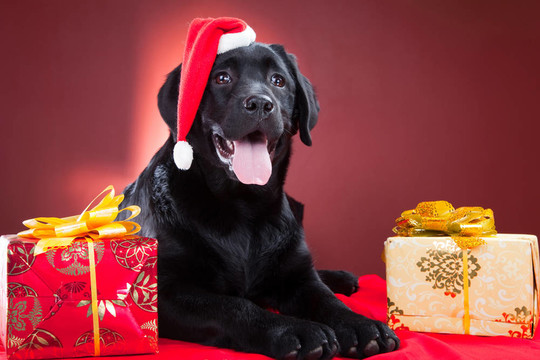 黑色的拉布拉多獵犬戴著紅帽子的圣誕老人