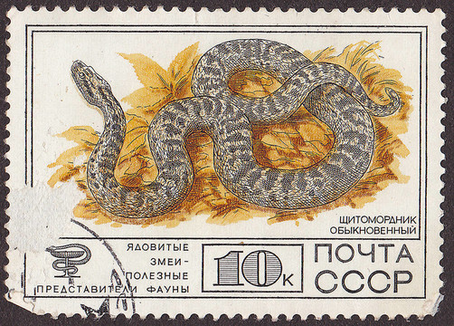 USSR -大約1977：一個(gè)郵票印刷在USSR顯示西伯利亞蝮蛇；與俄羅斯毒蛇銘文。大約1977