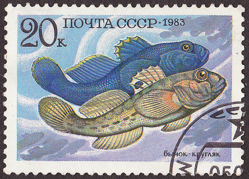 USSR -大約1983：印刷在USSR郵票的蝦虎魚(yú)。大約1983