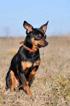 迷你杜賓犬