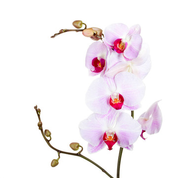 白背景蘭花