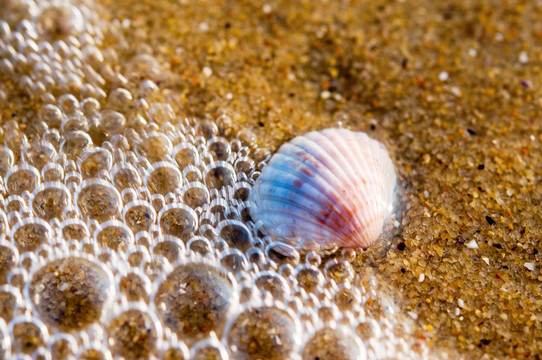 波浪泡殼