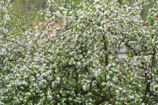 蘋果樹開花