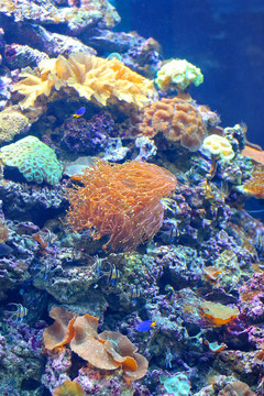 五顏六色的珊瑚礁