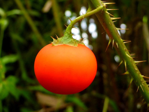 茄子紅水果第二屆