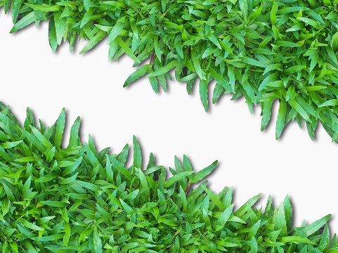 白草