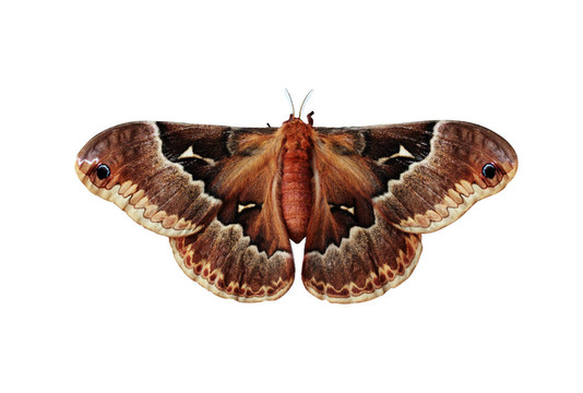 callosamia promethea