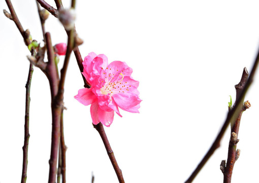 中國新年桃花