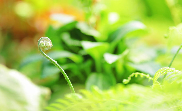 綠色植物