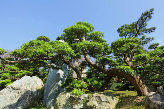 中國園林植物