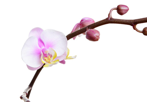 蘭花花在白色上