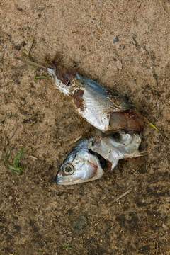 腐魚
