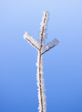 樹枝覆蓋著白霜
