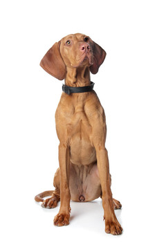 匈牙利維茲拉犬