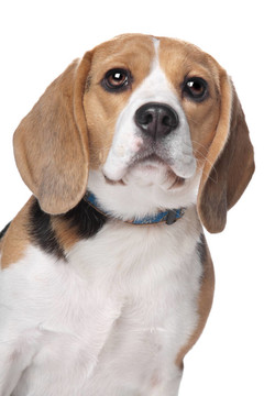 比格犬