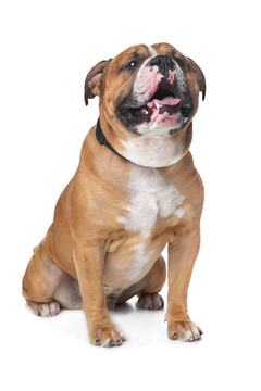 英國古代斗牛犬
