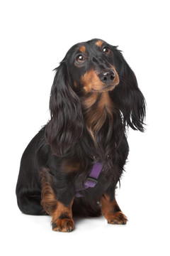 黑色和棕色的迷你臘腸犬