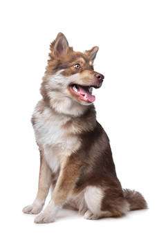 芬蘭拉普獵犬