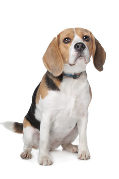 比格犬