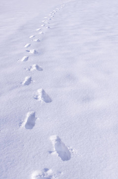 腳步在雪