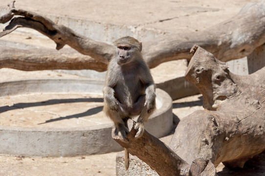 Yellow baboon（狒狒狗頭人身的）