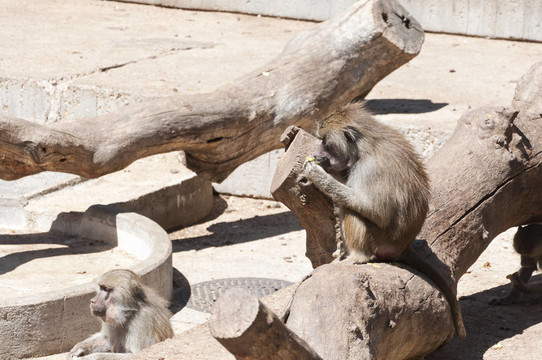 Yellow baboon（狒狒狗頭人身的）