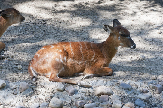 司塔屯嘎（Tragelaphus spekii）