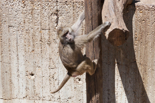 Yellow baboon（狒狒狗頭人身的）