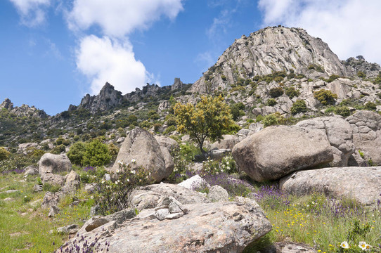Pico de la蜂蜜（蜂蜜峰）
