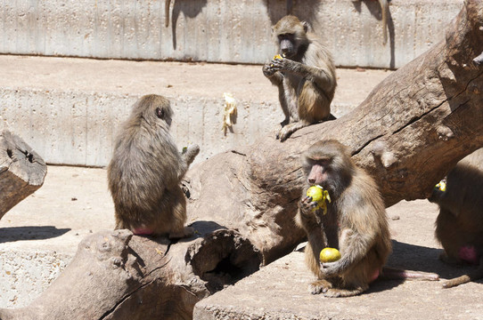 Yellow baboon（狒狒狗頭人身的）
