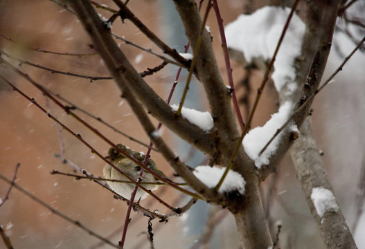 下雪時樹上的鳥