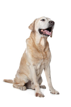 黃色拉布拉多獵犬
