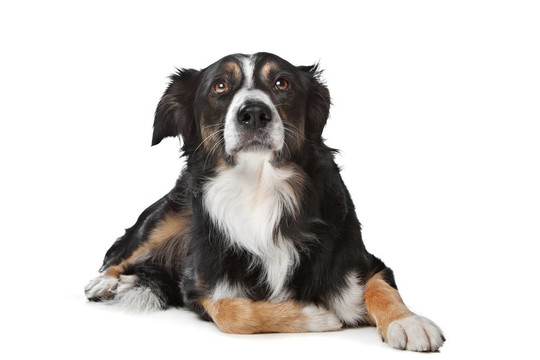 邊境牧羊犬