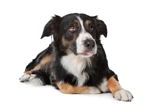 邊境牧羊犬