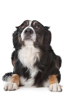 邊境牧羊犬