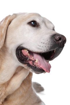 黃色拉布拉多獵犬