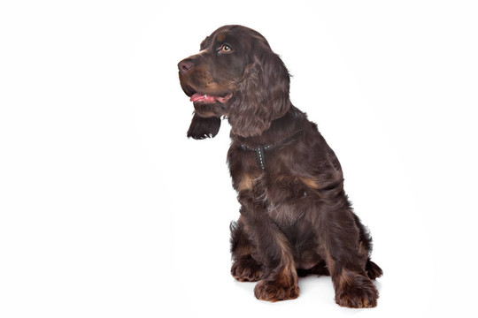 英國(guó)可卡犬