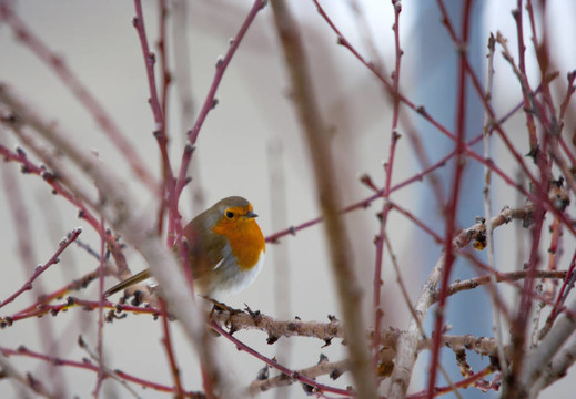 下雪時樹上的鳥