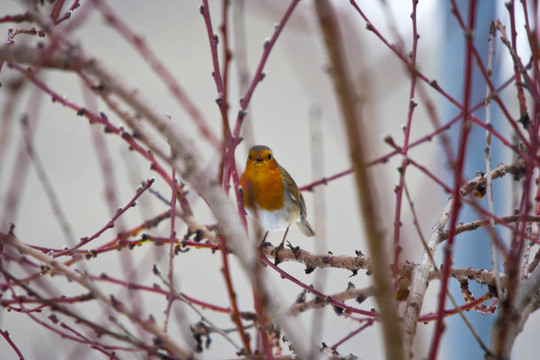 下雪時樹上的鳥