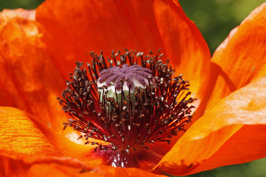 東方罌粟；Papaver orientale