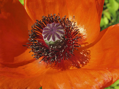 東方罌粟；Papaver orientale