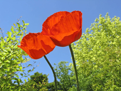 東方罌粟；Papaver orientale