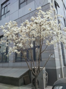 玉蘭花
